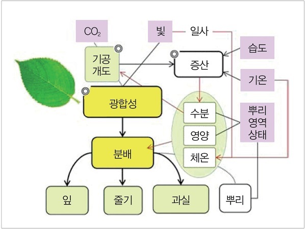 그림 1. 각종 환경 요인이 광합성과 광합성 산물의 분배에 미치는 영향의 개략