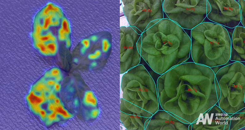 비전 AI를 통해 병해충 예찰 및 생육 예측을 진행하는 모습 (출처 : 롯데이노베이트)